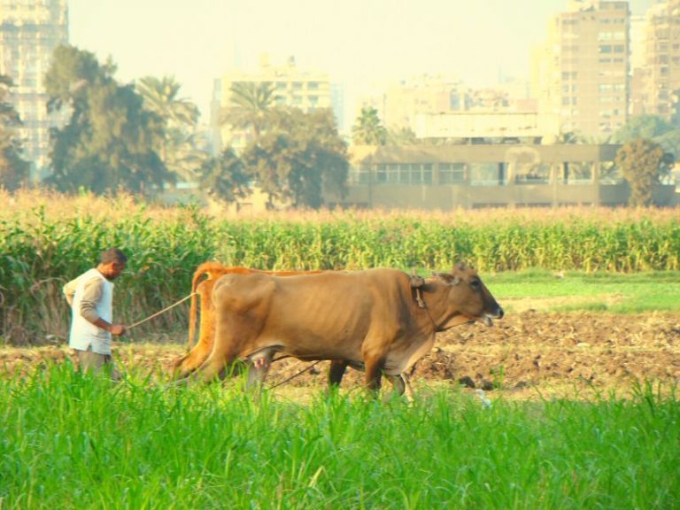 La frontière campagne-ville se brouille